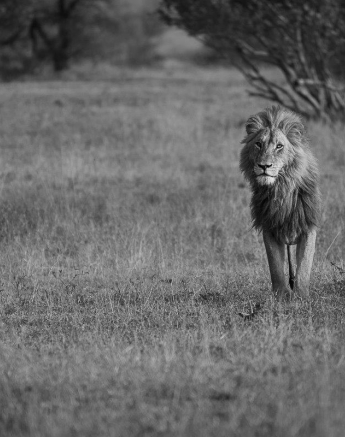 A male lion known as Gijima walks through the veld. 