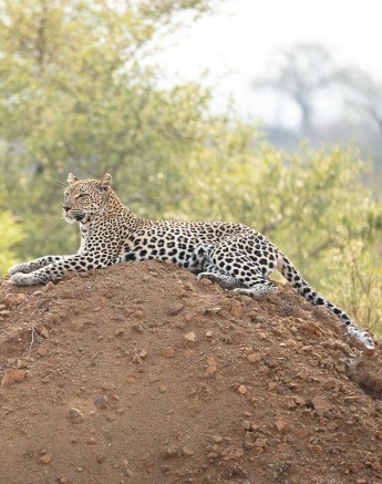 Ntsumi, a female leopard had left her two young cubs playing on granite boulders nearby to search for a meal.
