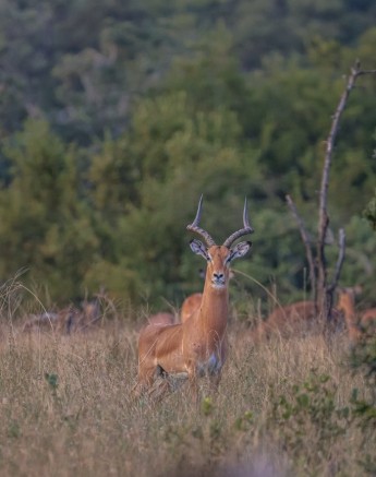 Plains game photographed on a game drive from Sabi Sabi. 