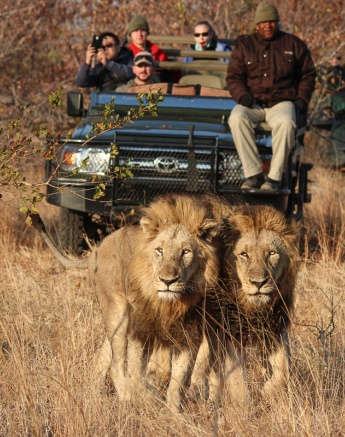 Two lions walk side by side with safari vehicles following behind