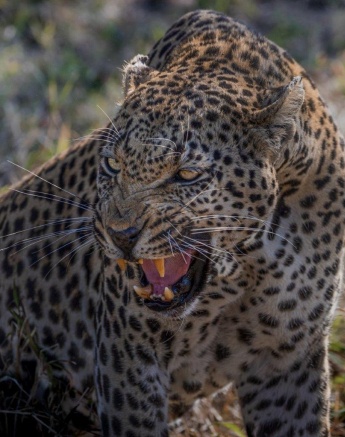 Mawelawela growls and defends his kill. 