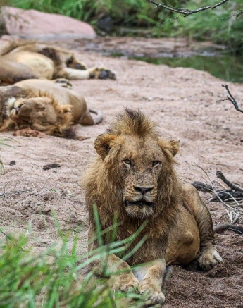 Ruan Mey Kambula Lion Ruan Mey Kambula Lion