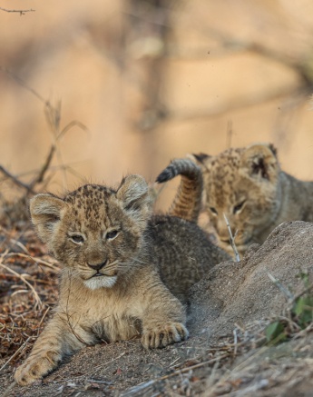 Sabi Sabi Ruan Mey Msuthlu Cubs On Outcrop Sabi Sabi Ruan Mey Msuthlu Cubs On Outcrop