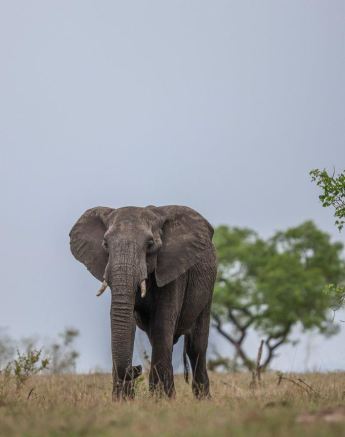 Sabi Sabi Ruan Mey Elephant