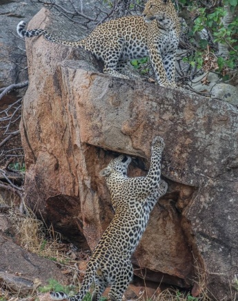Sabi Sabi Ruan Mey Golonyi And Cub