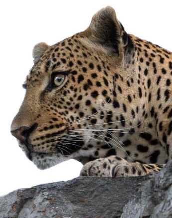The alert eyes of the strong Khulwana male leopard scan the environment for potential prey. 