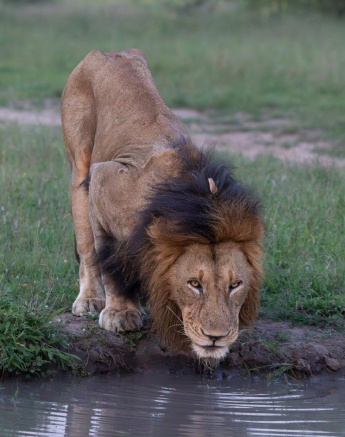 One of the Gijima male lions drinks from a waterhole nearby. One of the Gijima male lions drinks from a waterhole nearby.