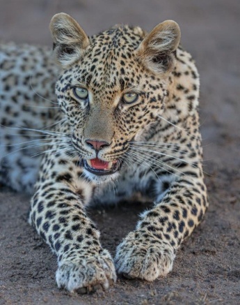 Portrait of Ntsumi’s cub lying down, showcasing her calm and composed nature in her natural habitat.