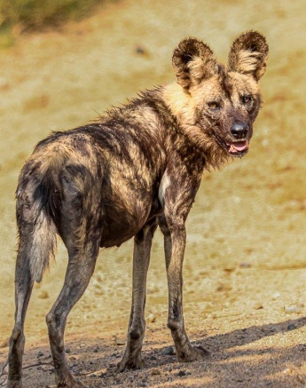 A Wild dog seen on the road near Sabi Sabi. A Wild dog seen on the road near Sabi Sabi.