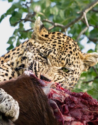 Nweti Leopard Ronald Mutero Nweti Leopard Ronald Mutero