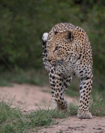 The determined stare of a mother who needs to feed her cubs. 