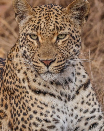 Close-up of Golonyi, the leopard, her intense eyes scanning the surroundings for potential prey.