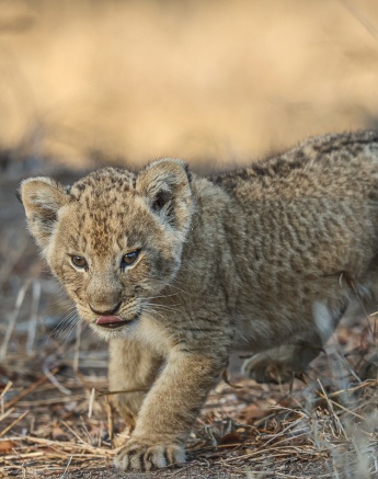 Sabi Sabi Ruan Mey Msuthlu Cub Walking Sabi Sabi Ruan Mey Msuthlu Cub Walking