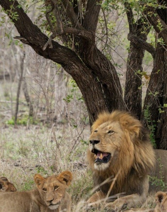 Gijima male lion lying near the Msuthlu Pride cubs, embodying strength and vigilance.