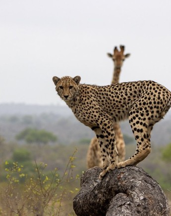 Sabi Sabi Ronald Mutero Cheetah And Giraffe