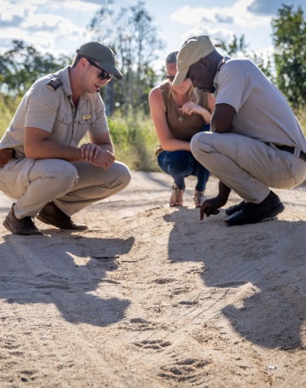 Two Sabi Sabi guides interpreting wildlife tracks to a guest
