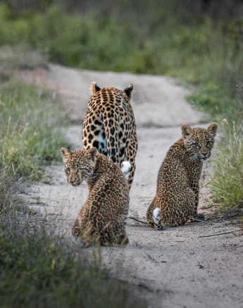 Ntsumi and her cubs were moving along with purpose when we came across the three leopards on game drive. 