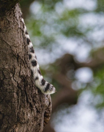 Nottins Male Leopard Tail Devon Jansen Nottins Male Leopard Tail Devon Jansen