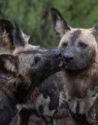 A quick greeting between the seemingly reunited individuals soon turned into a hunting frenzy sending impala and wild dogs in all directions. A quick greeting between the seemingly reunited individuals soon turned into a hunting frenzy sending impala and wild dogs in all directions.