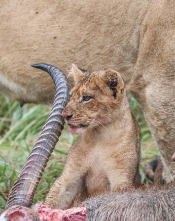 A cub stands next to the waterbuck kill his pride had managed to take down. A cub stands next to the waterbuck kill his pride had managed to take down.