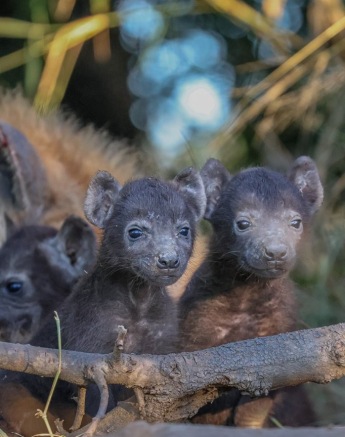Hyena pups peek out from their den. 