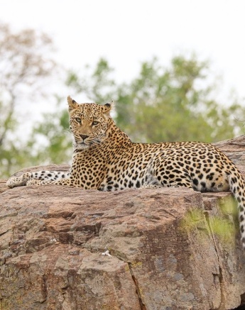 Sabi Sabi Jana Du Plessis Golonyi Tail