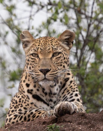 Female leopards need to leave their cubs to hunt, which can leave them vulnerable to threats like lions, hyenas, snakes and even other leopards.
