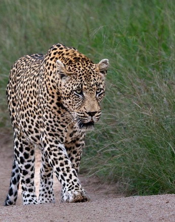 The formidable N'weti strolls along the road.