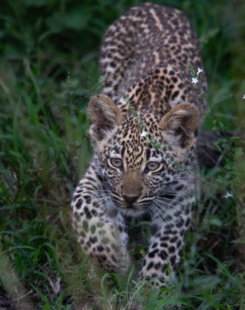 Tengile's cub is growing big and strong. Tengile's cub is growing big and strong.