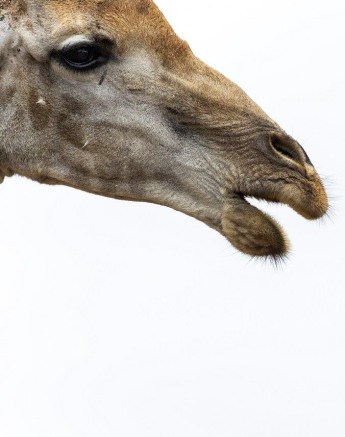 A giraffe up close. A giraffe up close.