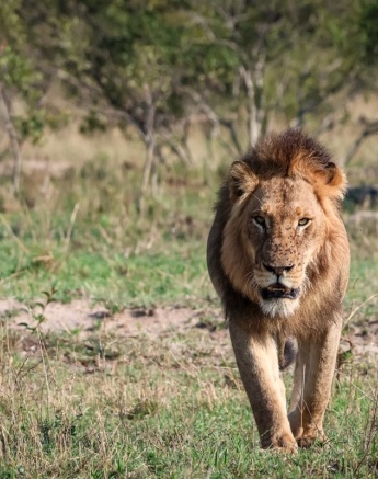 Sabi Sabi Jan Nel Mwaswishaka Walks