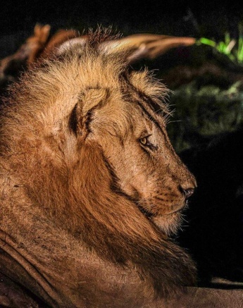 The profile of the Kambula male lion. The profile of the Kambula male lion.