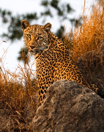 Golonyi, the leopard, looking back over her shoulder as she continues her hunt, ever vigilant.
