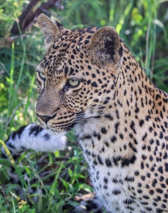 Golonyi Ruan Mey Golonyi Ruan Mey