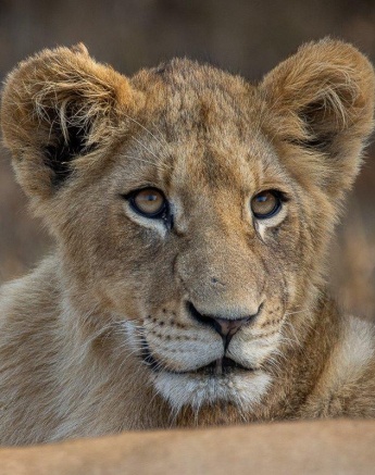 Sabi Sabi Ronald Mutero Msuthlu Adolescent Face Sabi Sabi Ronald Mutero Msuthlu Adolescent Face