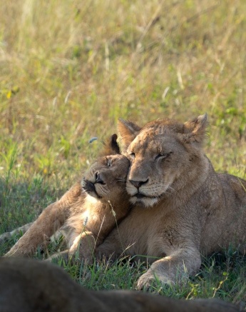 A mother and cub from the Msuthlu pride bond by rubbing their heads together. 