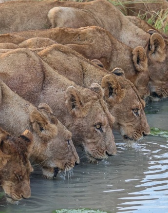 Members of the Southern Pride drink from a waterhole. 