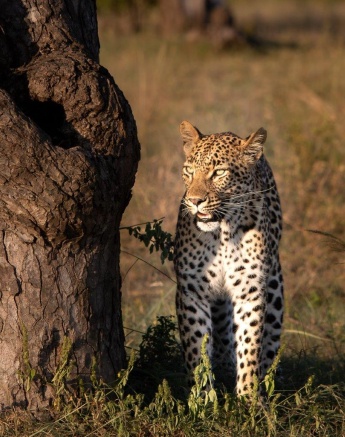 Concealed by a tree, Golonyi watches a nearby herd of impala. Concealed by a tree, Golonyi watches a nearby herd of impala.