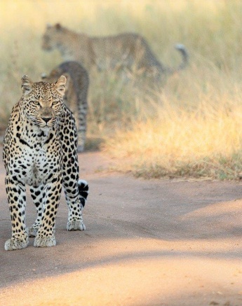 Druring a game drive, we met Ntsumi with her two strong cubs. Druring a game drive, we met Ntsumi with her two strong cubs.