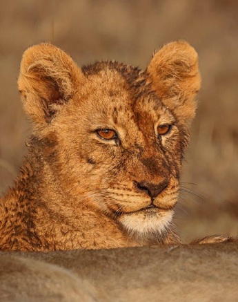 An adolescent lion from the Msuthlu Pride, showing signs of growing into a strong adult.