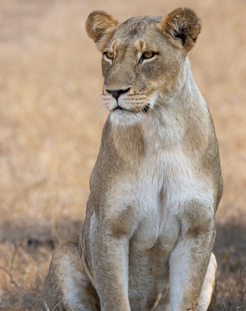 Sabi Sabi Ronald Mutero Msuthlu Lionness Portrait Sabi Sabi Ronald Mutero Msuthlu Lionness Portrait