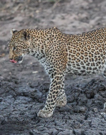 Sabi Sabi Ruan Mey Ntsumi Cub Walking In Drainage Line Sabi Sabi Ruan Mey Ntsumi Cub Walking In Drainage Line
