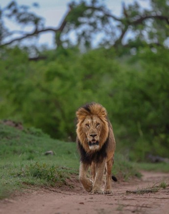 The Gijima male lion walks along the road. 