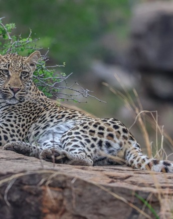 Sabi Sabi Ruan Mey Golonyi On Rock
