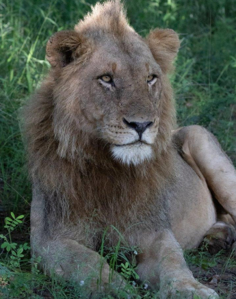 a08Jason Street - Kambula Males - 040323 - 1.jpg A08Jason Street Kambula Males 040323 1