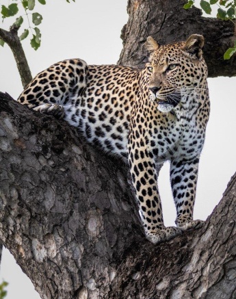 Ntsumi watches out in the tree where she has secured her impala kill. 