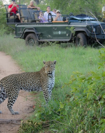 A leopard spotted crossing the road near Sabi Sabi.
