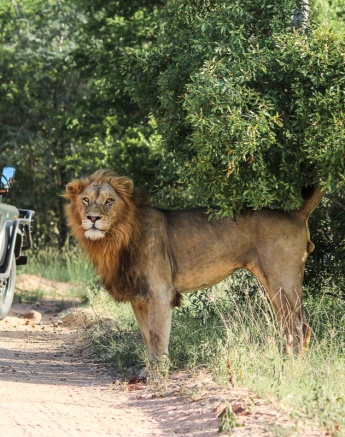 A lion emerges from a low hanging tree as the Sabi Sabi safari stops to look back