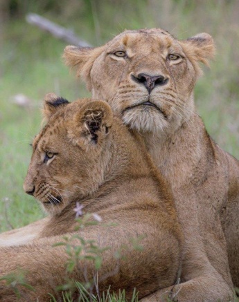 After practicing its hunting skills, a young member of the Southern Pride became tired and rested on its mother. 
