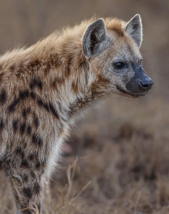 Sabi Sabi Ronald Mutero Hyena Sabi Sabi Ronald Mutero Hyena